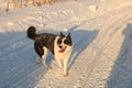 Funny dog on a winter road, Russian village in winter, Christmas background. outdoor walking concept, love for pets, winter banner