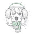 Funny Dog in winter scarf and headphones.