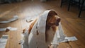 Funny dog wrapped toilet paper littering at apartment floor closeup. Pet playing