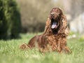 Funny dog yawning Royalty Free Stock Photo