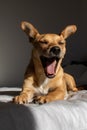 Funny dog yawning in the morning light Royalty Free Stock Photo