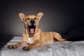 Funny dog yawning in the morning Royalty Free Stock Photo