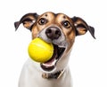 Funny Dog With Yellow Tennis Ball in Mouth