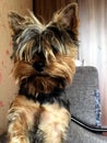 Funny dog Yorkshire Terrier. The dog - man`s best friend.