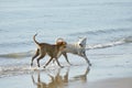 Funny Dogs on the Beach Royalty Free Stock Photo