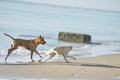Funny Dogs on the Beach Royalty Free Stock Photo