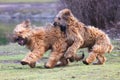 Funny dogs frolicking in the park