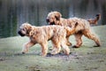 Funny dogs frolicking in the park