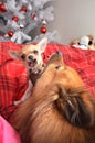 Funny dogs play fighting in a Christmas setting Royalty Free Stock Photo