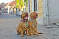 Funny dogs on the street Royalty Free Stock Photo