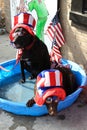 Funny dogs with sunglasses and hats at Richmond Watermelon festival.