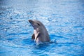 Funny dolphines valencia 2016 Royalty Free Stock Photo