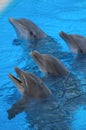 Funny Dolphins , digital photo image