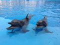 Funny Dolphins