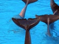 Funny Dolphins