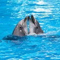 Funny dolphins in the pool during a show