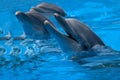 Funny dolphins in the pool