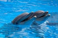 Funny dolphins in the pool