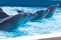 Funny dolphins in the pool during a show at a zoo Royalty Free Stock Photo