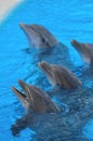 Funny Dolphins