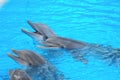 Funny Dolphins