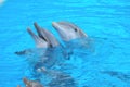 Funny Dolphins