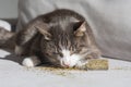 Funny domestic cat eating and enjoying dried catnip or catmint. Herbs for cats