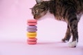 Funny domestic cat sniffs delicious french macaron cakes on pink background.