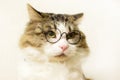 Funny domestic fluffy cat in round glasses looks unhappily to the side, on a light background Royalty Free Stock Photo