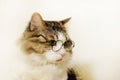 Funny domestic fluffy cat in round glasses looks unhappily to the side, on a light background Royalty Free Stock Photo