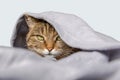 Funny domestic tabby cat lying on couch under plaid on white background. Kitten resting keeping warm hiding under Royalty Free Stock Photo