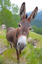 Funny donkey