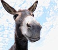 Funny Donkey Royalty Free Stock Photo