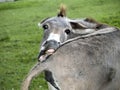 Funny Donkey