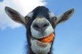 Funny donkey with carrot Royalty Free Stock Photo