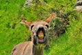 Funny donkey Royalty Free Stock Photo