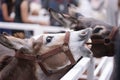 Funny donkey. Donkey is opening its mouth ready to be fed. Animal feeding time