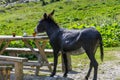 Funny donkey drinking coffee on a rustic wooden table.