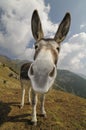 Funny Donkey, Equus africanus asinus Royalty Free Stock Photo