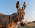 Funny donkey face with blurred rural area Royalty Free Stock Photo