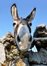 Funny donkey face Royalty Free Stock Photo