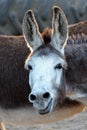 Funny donkey face Royalty Free Stock Photo