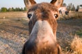 Funny donkey face and nose closeup, selective focus of eyes with blurred rural area Royalty Free Stock Photo