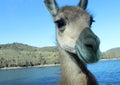 Funny donkey face Royalty Free Stock Photo
