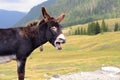 Funny donkey laughing Royalty Free Stock Photo