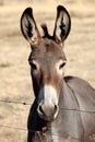 Funny donkey looking at camera Royalty Free Stock Photo