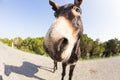 Funny donkey looking at the camera Royalty Free Stock Photo