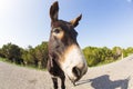 Funny donkey looking at the camera Royalty Free Stock Photo