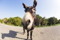 Funny donkey looking at the camera Royalty Free Stock Photo