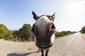 Funny donkey looking at the camera Royalty Free Stock Photo